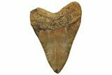 Huge, Fossil Megalodon Tooth - North Carolina #328415-2
